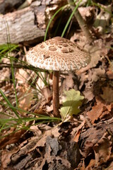THE PARASOL MUSHROOM IN THE WOODLAND
