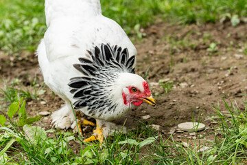 Light Brahma Farm Chicken