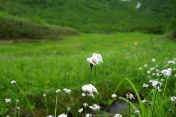 ワタスゲ　濡れた　早朝　高山植物　栂池自然園