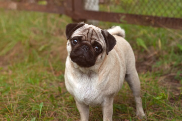 Obraz premium Close-up of young Pug on the green grass in the garden