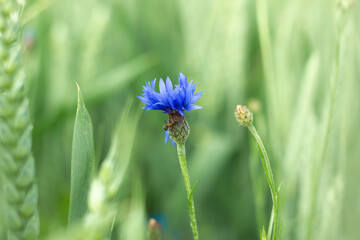 Blue Cornflower and black ant growing in summer wheat field
