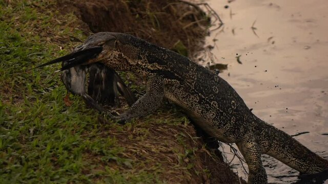 Wild huge monitor lizard walking out of the lake in park, super slow motion