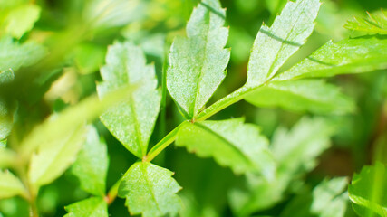 green leaves with sharp outline on blurred green background