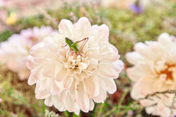 Grasshopper sits on a white flower