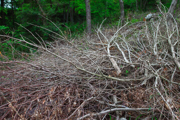 伐採した枝