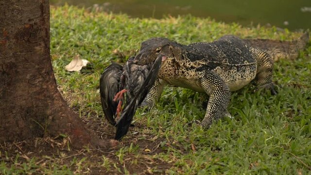Wild huge monitor lizard walking out of the lake in park, super slow motion