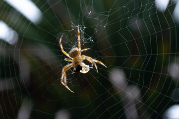 Close shot of a spider hunting on its web