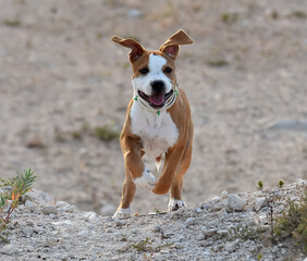 a puppy pit bull on the field