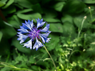 Cornflower - Wild blue lone flower with a rich green background and free space