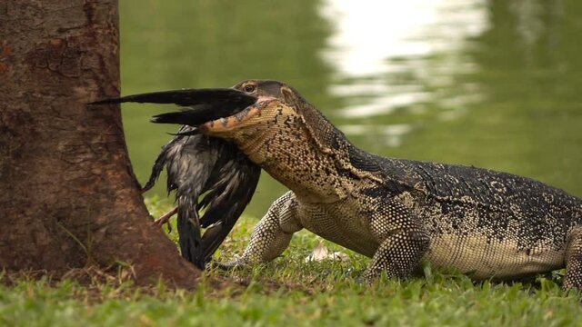 Wild huge monitor lizard eating bird, pigeon in park, super slow motion