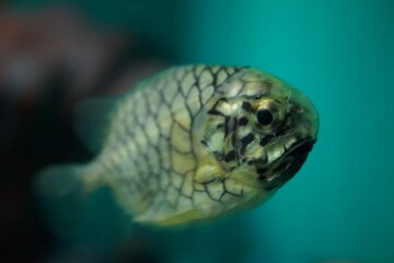 Obraz premium マツカサウオ 魚 水族館 網目模様の魚