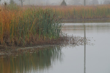Cattails on the Shore