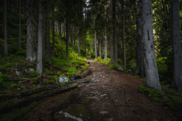 Obraz premium path in the woods
