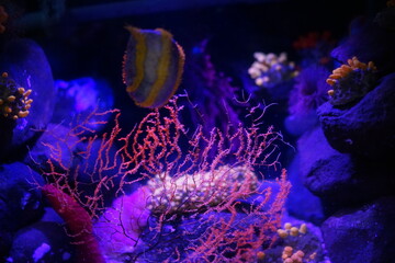 水槽　水族館　ファンタジー　水中　魚　抽象的な