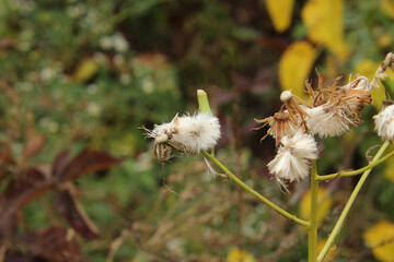 Close Up of Seeds