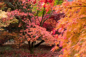 Acer and maple trees in a blaze of autumn colour, photographed at Westonbirt Arboretum, Gloucestershire, UK. The year 2020 is considered a good year for autumn colours due to weather conditions.