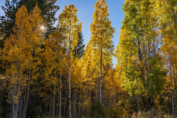 A beautiful image of fall trees and landscape at golden hour.