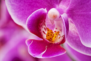 Fototapeta na wymiar Orchidee Nahaufnahme