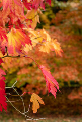 Acer maple trees in a blaze of autumn colour,  with fallen leaves on the ground, photographed at Westonbirt Arboretum, Gloucestershire, UK.