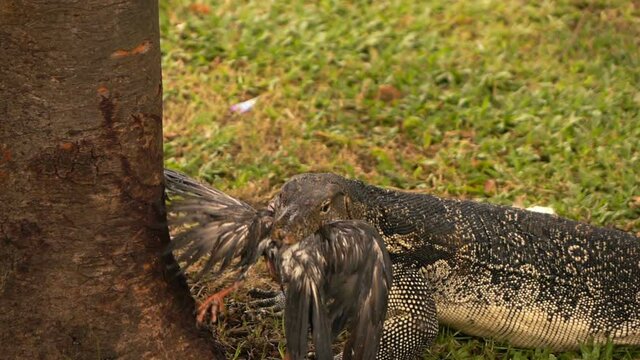Wild huge monitor lizard eating bird, pigeon in park, super slow motion