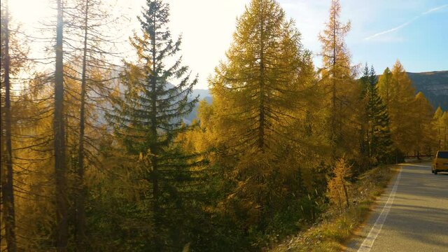 SLOW MOTION, LENS FLARE: Warm autumn evening sunbeams shine on the colorful forests in Tre Cime. Cinematic shot of larch trees turning their leaves near a scenic road in the picturesque Italian Alps.