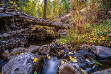 A beautiful image of fall trees and landscape at golden hour.