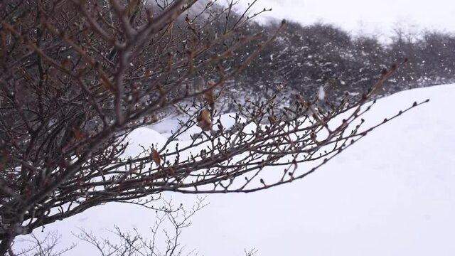 Bosque en Invierno Parque Nacional Tierra del Fuego, Patagonia Argentina