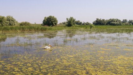 white pelican in Danube Delta, Romania