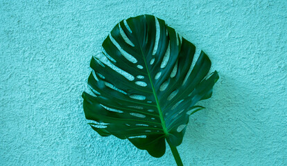 A large green monstera leaf isolated on a blue background of rough plaster. space for your text