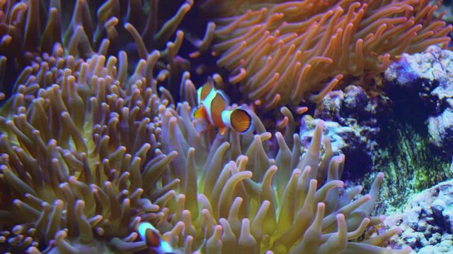 Two ocellaris clownfish swimming in and around a large sea anemone on a coral reef. 4K video
