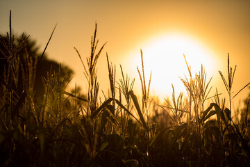 Corn before harvest. Plants against the setting golden sun. Corn field and countryside.