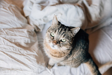 Funny portrait arrogant short-haired domestic tabby cat relaxing on bed at home. Little kitten lovely member of family playing indoor. Pet care health and animal concept.