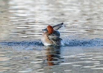 A beautiful young Redhead drake duck enthusiastically flapping his wings with youthful exuberance...