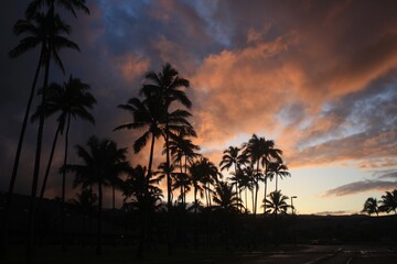Fototapeta na wymiar hawaii