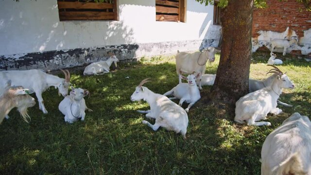 Herd of domestic white goats grazing grass near rural house. Goats eating grass resting on pasture. Agriculture. Lifestock. Farm animals. Nature and ecology.