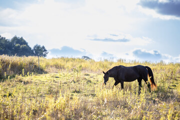 a horse walks on a yellow field on a sunny day