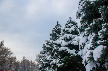Green fluffy fir tree in the snow