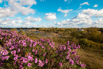 Beautiful peaceful water of Braslav lakes national park. A scenic view from a hill with flowers, early autumn or summer yellow grass in an windy but sunny day with dramatic blue cloudy sky.