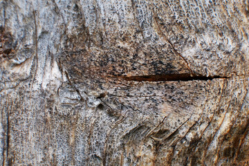 Old wooden background. Cracked board. Old wood texture.