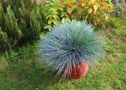 Blauschwingel