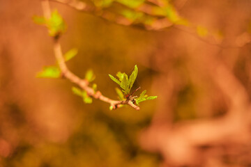 plants in spring