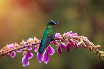 Hummingbird, Costa Rica