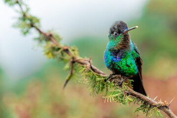 Hummingbird, Costa Rica