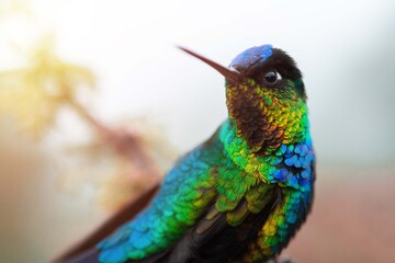 Hummingbird, Costa Rica
