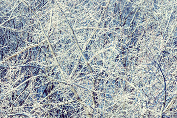 Winter urban frosty landscape - snow covered trees on foggy background