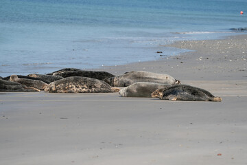 Wild Grey lazy seal colony on the beach at Dune, Germany. Group with various shapes and sizes of gray seal. Sea in background