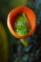 Crystal Frog, Costa Rica