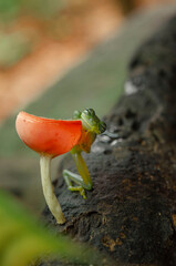 Crystal Frog, Costa Rica