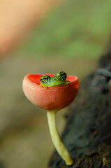 Crystal Frog, Costa Rica