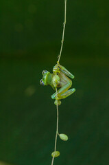 Crystal Frog, Costa Rica